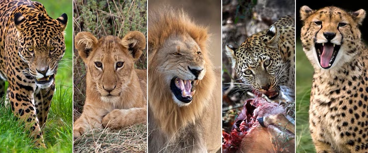Understanding Big Cats: Tigers, Lions & Leopards Explained